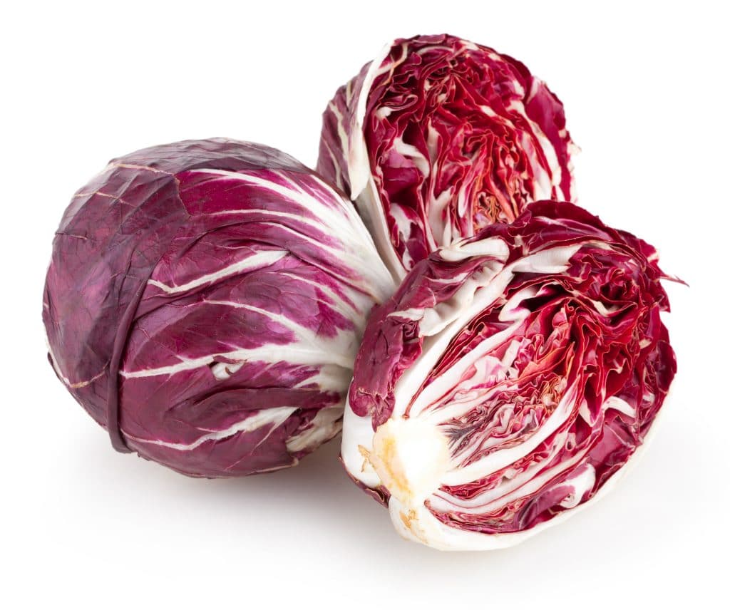 Radicchio - OP TerrAmore